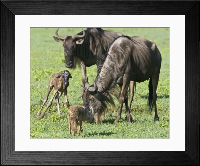 Framed Print : DDE-90022790