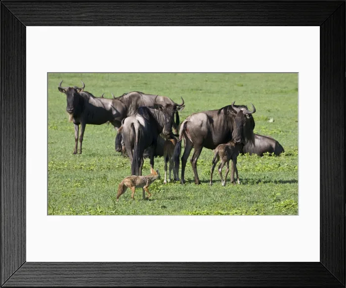 Framed Print : DDE-90022792