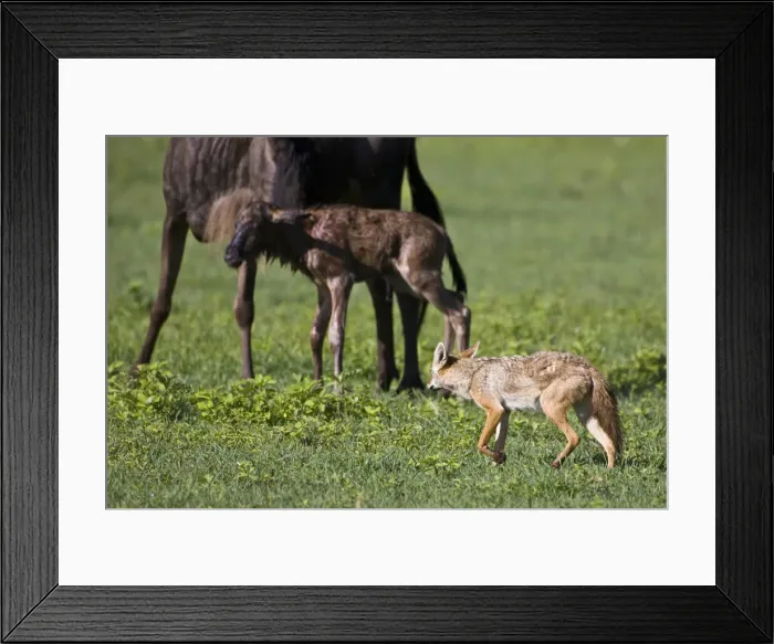 Framed Print : DDE-90022793