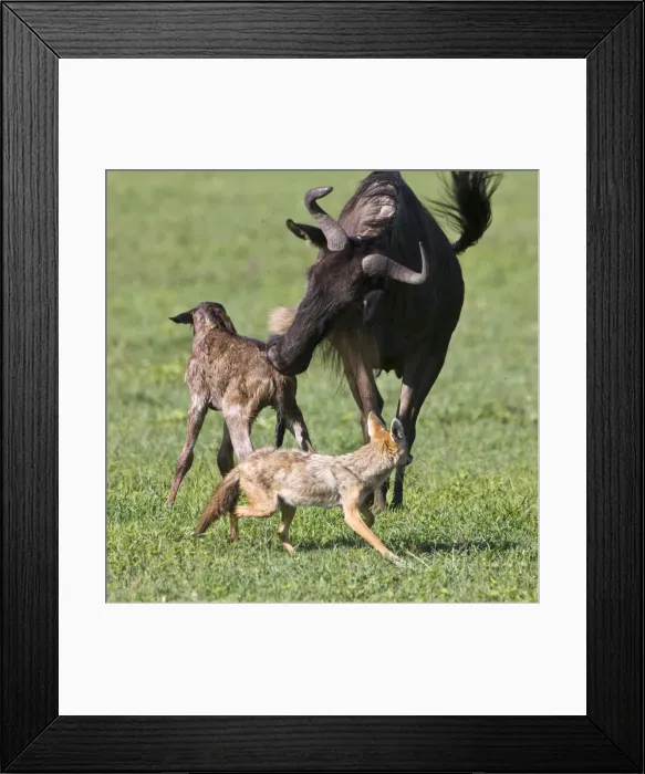 Framed Print : DDE-90022794