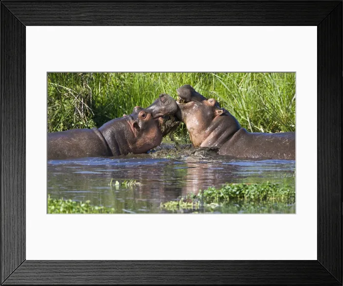 Framed Print : DDE-90022795 Framed Print : DDE-90022795