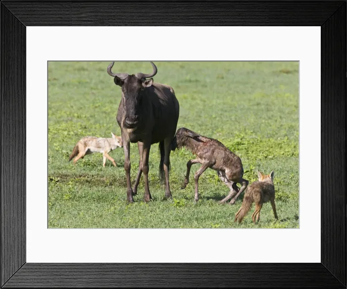 Framed Print : DDE-90022791 Framed Print : DDE-90022791