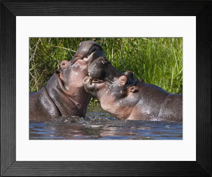 Framed Print : DDE-90022796 Framed Print : DDE-90022796