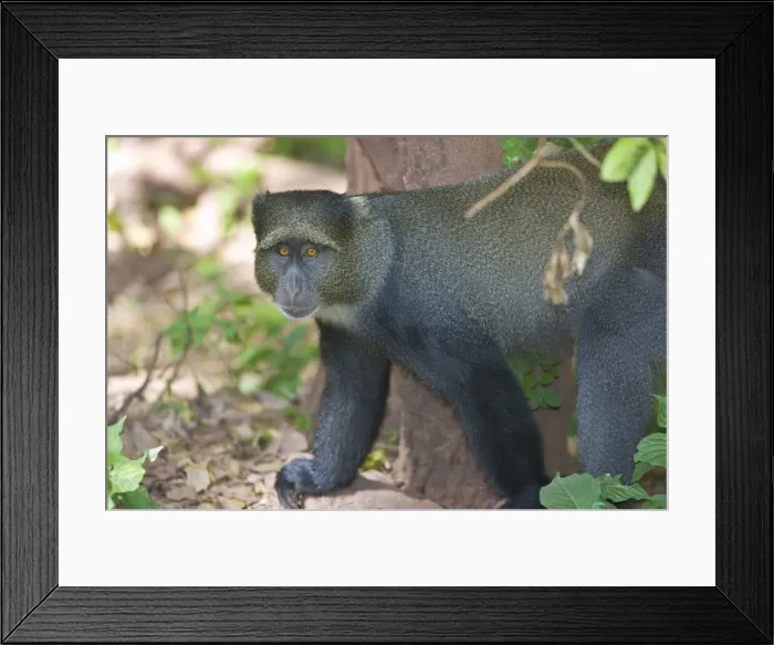 Framed Print : DDE-90022801 Framed Print : DDE-90022801