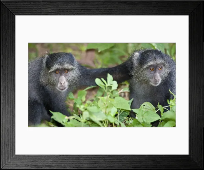 Framed Print : DDE-90022802 Framed Print : DDE-90022802