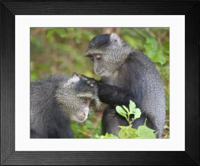 Framed Print : DDE-90022803 Framed Print : DDE-90022803