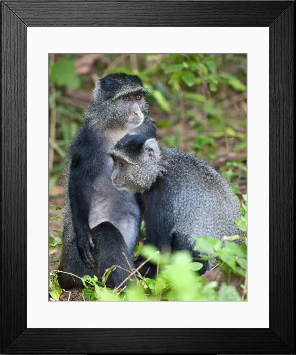 Framed Print : DDE-90022804 Framed Print : DDE-90022804