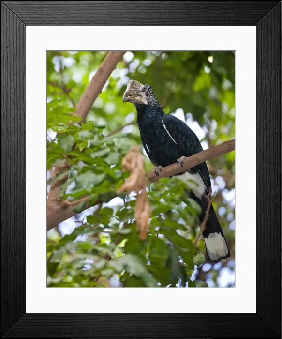 Framed Print : DDE-90022805 Framed Print : DDE-90022805