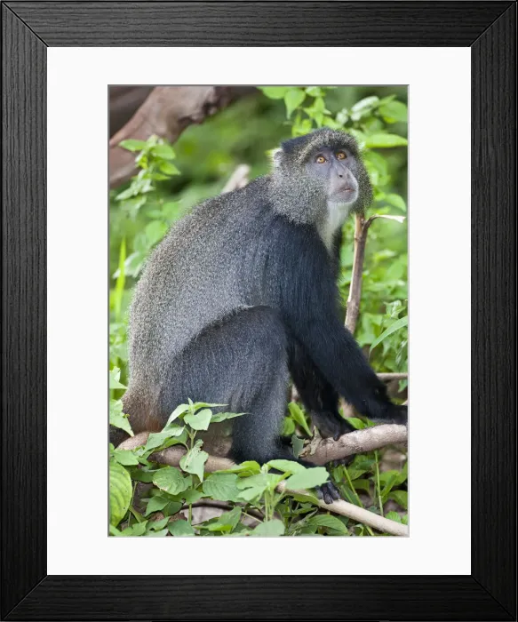 Framed Print : DDE-90022806 Framed Print : DDE-90022806