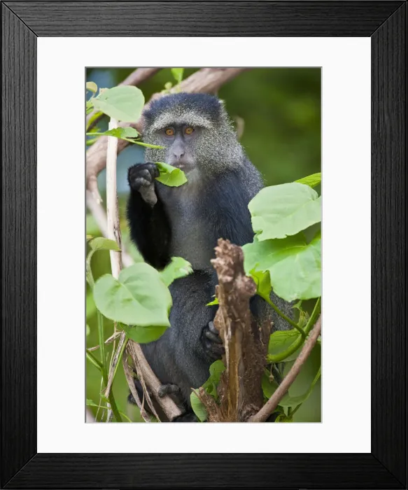 Framed Print : DDE-90022807 Framed Print : DDE-90022807