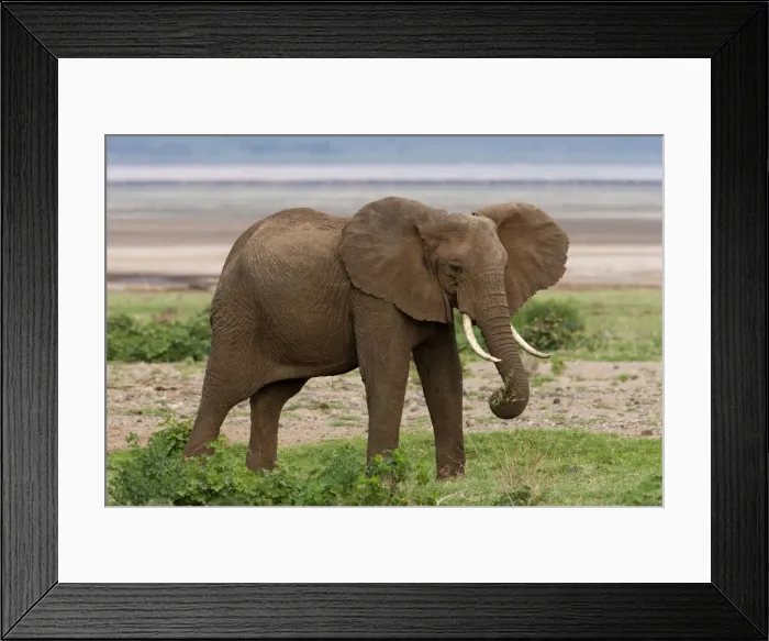 Framed Print : DDE-90022809 Framed Print : DDE-90022809