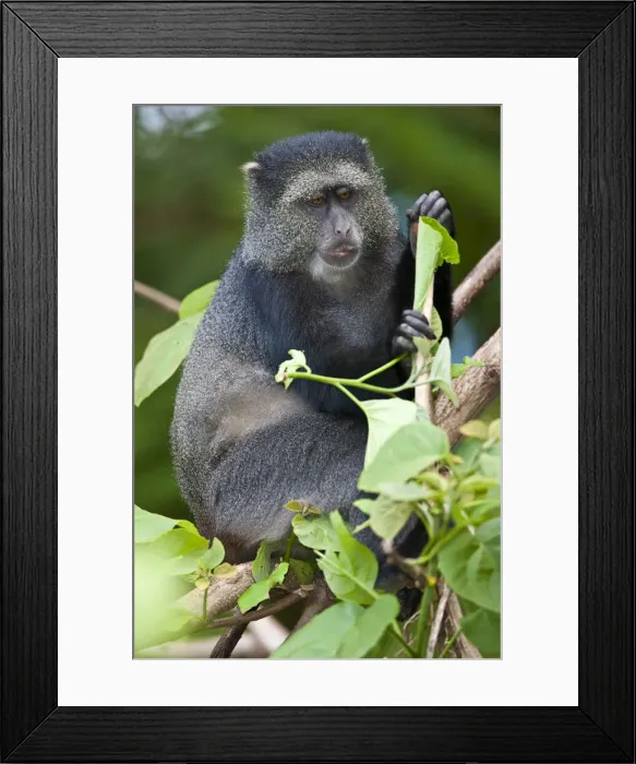 Framed Print : DDE-90022808 Framed Print : DDE-90022808