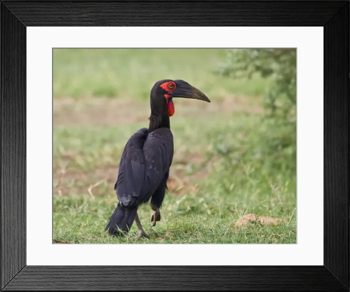 Framed Print : DDE-90022811 Framed Print : DDE-90022811