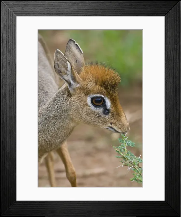 Framed Print : DDE-90022812 Framed Print : DDE-90022812