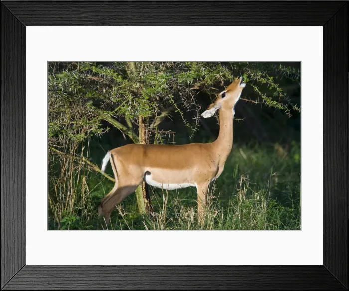 Framed Print : DDE-90022810 Framed Print : DDE-90022810