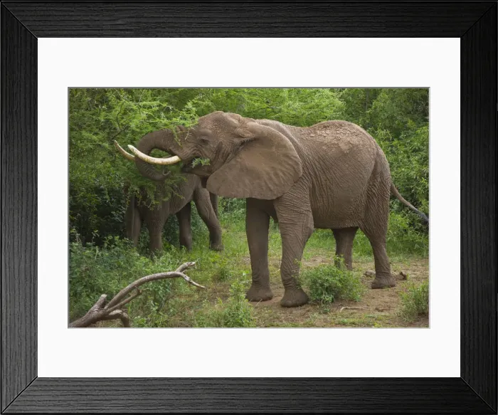 Framed Print : DDE-90022813 Framed Print : DDE-90022813
