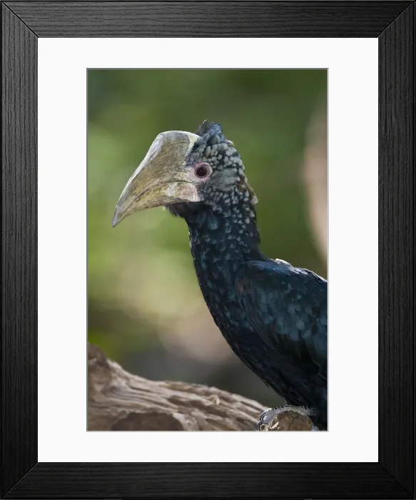 Framed Print : DDE-90022816 Framed Print : DDE-90022816