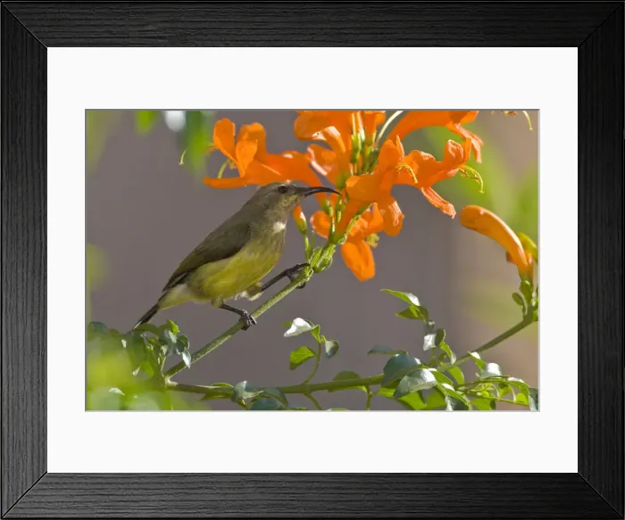 Framed Print : DDE-90022817 Framed Print : DDE-90022817