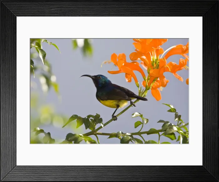 Framed Print : DDE-90022818 Framed Print : DDE-90022818