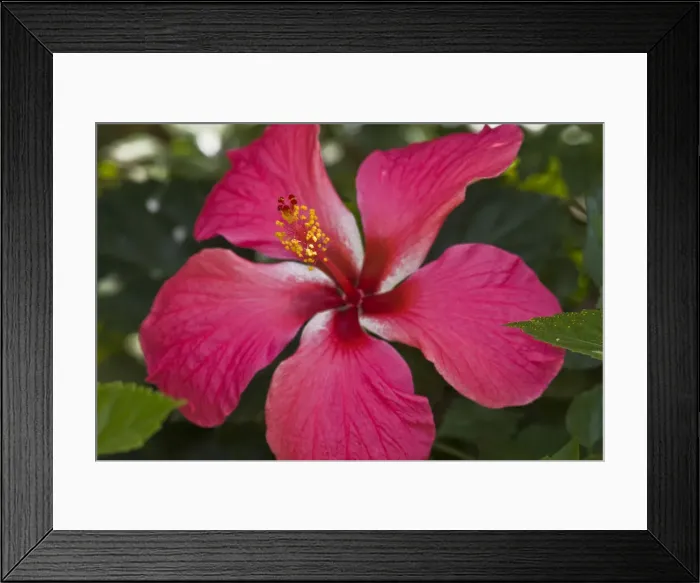 Framed Print : DDE-90022819 Framed Print : DDE-90022819