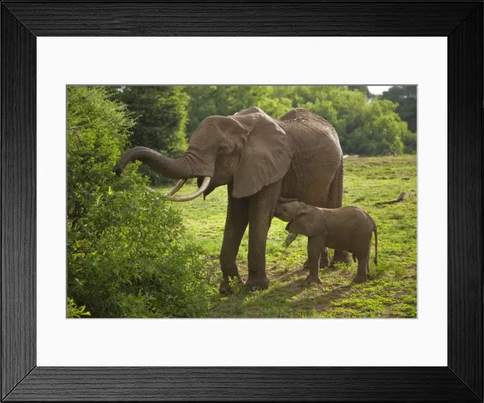 Framed Print : DDE-90022814 Framed Print : DDE-90022814