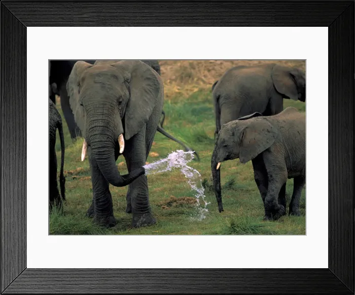 Framed Print : DDE-90022820 Framed Print : DDE-90022820