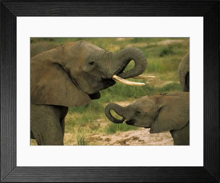 Framed Print : DDE-90022821