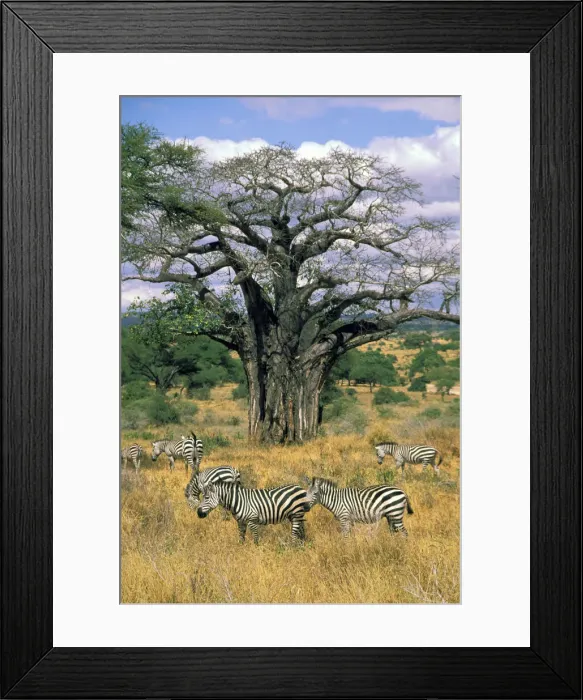 Framed Print : DDE-90022823 Framed Print : DDE-90022823