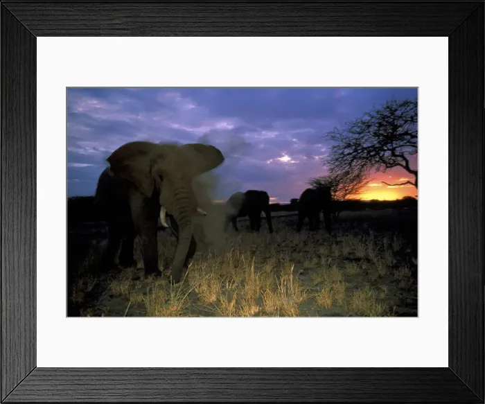 Framed Print : DDE-90022824 Framed Print : DDE-90022824