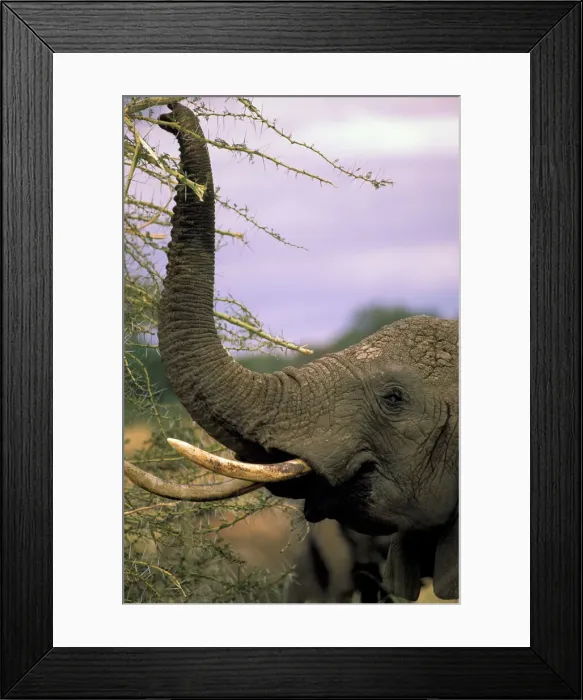 Framed Print : DDE-90022825 Framed Print : DDE-90022825