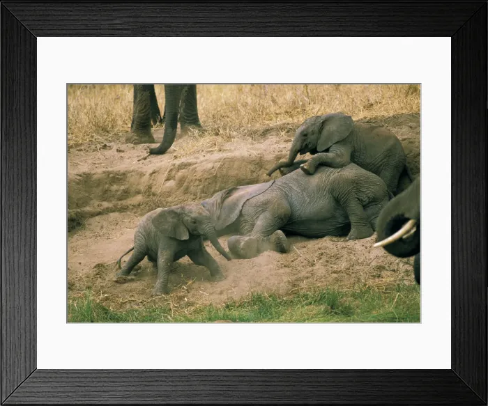 Framed Print : DDE-90022828 Framed Print : DDE-90022828