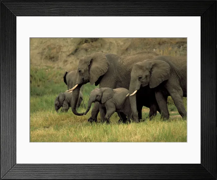 Framed Print : DDE-90022827