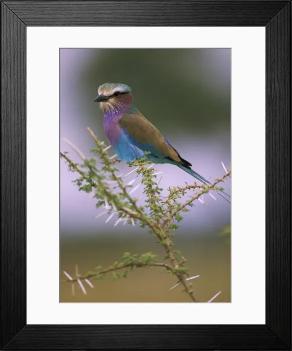 Framed Print : DDE-90022830 Framed Print : DDE-90022830
