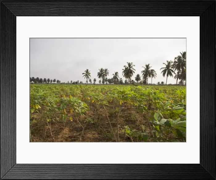 Framed Print : DDE-90022831