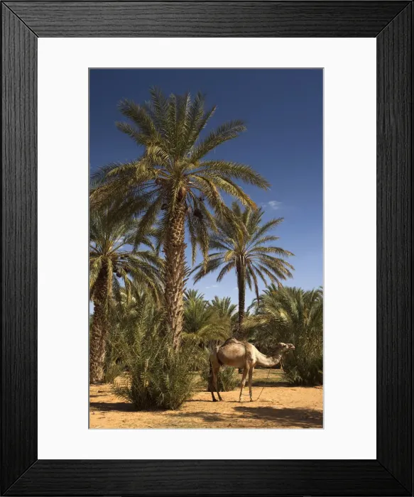 Framed Print : DDE-90022843 Framed Print : DDE-90022843