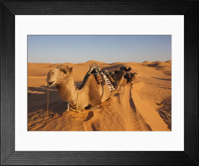 Framed Print : DDE-90022854 Framed Print : DDE-90022854