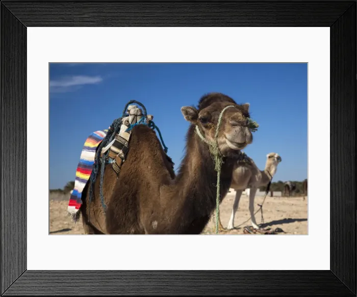 Framed Print : DDE-90022857 Framed Print : DDE-90022857