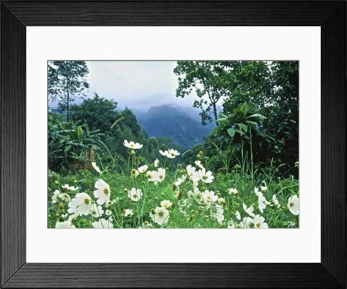 Framed Print : DDE-90022869 Framed Print : DDE-90022869
