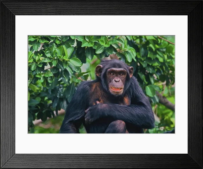 Framed Print : DDE-90022870 Framed Print : DDE-90022870