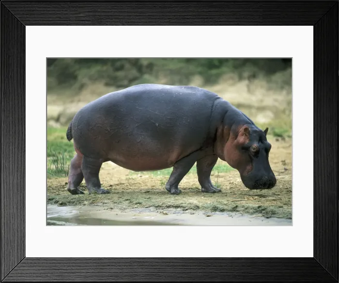 Framed Print : DDE-90022871 Framed Print : DDE-90022871