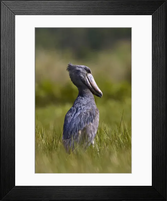 Framed Print : DDE-90022872 Framed Print : DDE-90022872
