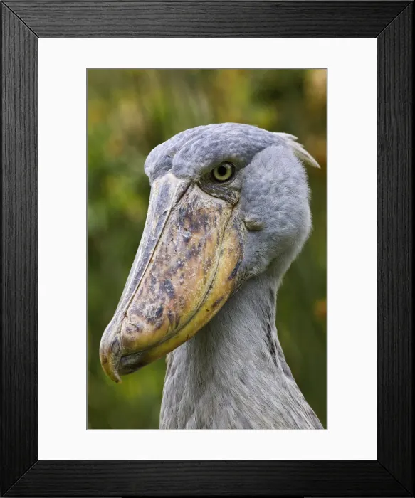 Framed Print : DDE-90022874 Framed Print : DDE-90022874