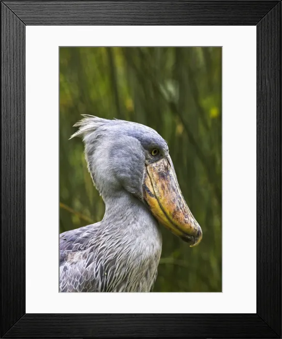 Framed Print : DDE-90022873 Framed Print : DDE-90022873