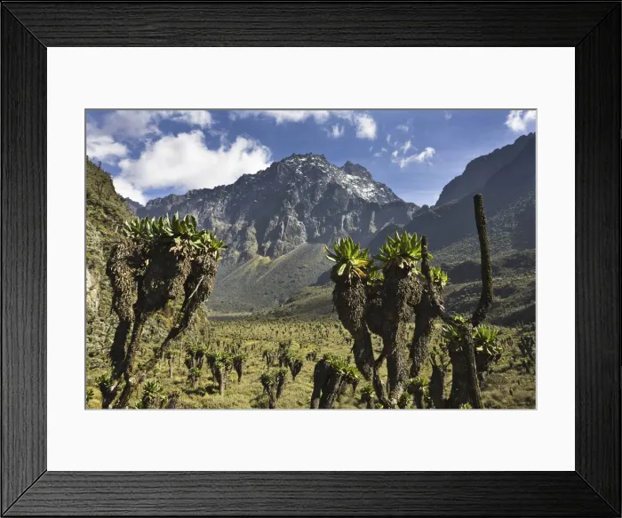Framed Print : DDE-90022881 Framed Print : DDE-90022881