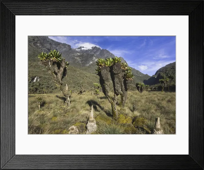 Framed Print : DDE-90022882 Framed Print : DDE-90022882