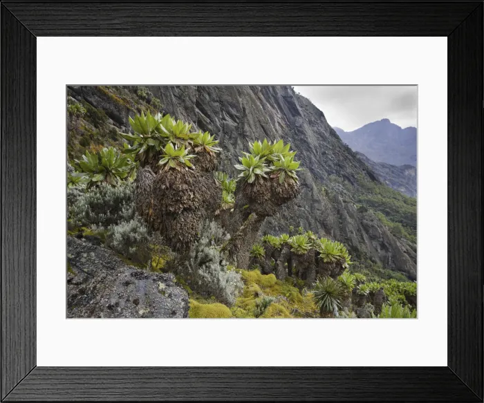 Framed Print : DDE-90022883