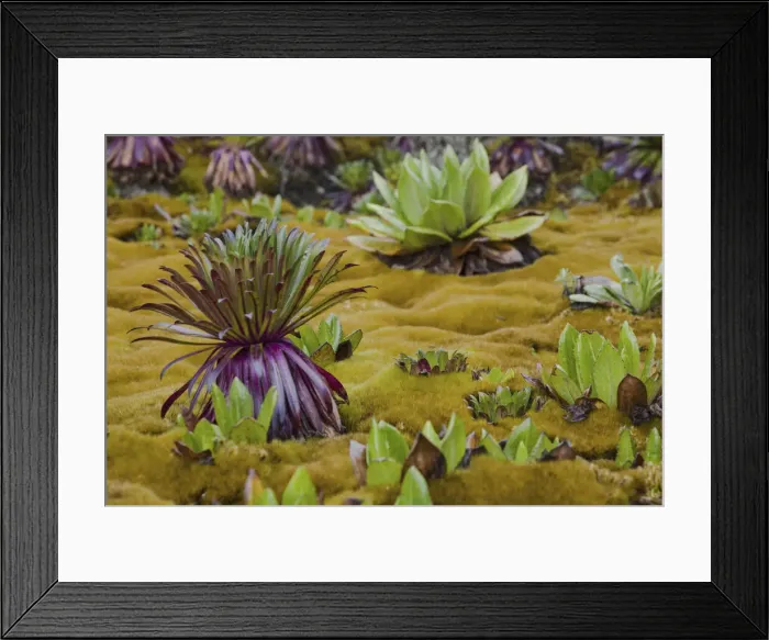 Framed Print : DDE-90022894 Framed Print : DDE-90022894