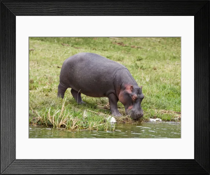 Framed Print : DDE-90022906