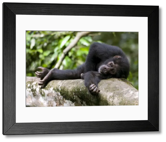 Framed Print : DDE-90022931