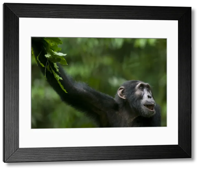 Framed Print : DDE-90022932 Framed Print : DDE-90022932